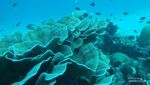 Menyelami Keindahan Pulau Dionumo dan 3 Spot di Dalamnya