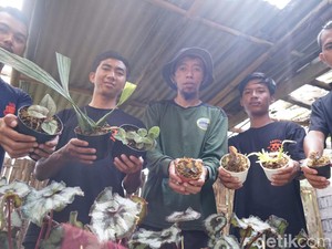 UMSurabaya Kenalkan Anggrek Semeru Lewat Virtual Tour