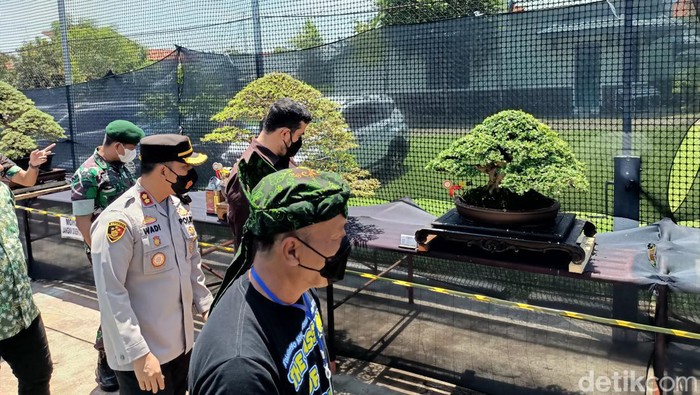 Bonsai yang sempat ditawar seharga Rp 150 juta di Kontes Nasional di Probolinggo