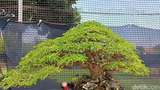 Pameran Bonsai Nasional, Harganya Ada yang Capai Rp 500 Juta