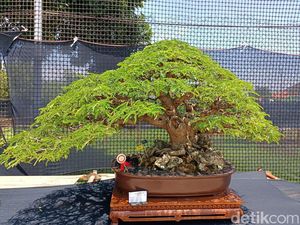 Pameran Bonsai Nasional, Harganya Ada yang Capai Rp 500 Juta