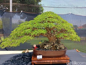 Pameran Bonsai Nasional, Harganya Ada yang Capai Rp 500 Juta