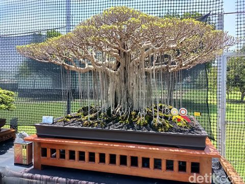 Bonsai yang sempat ditawar seharga Rp 150 juta di Kontes Nasional di Probolinggo