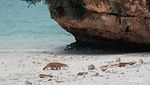 Ada Apa Saja di Pasir Putih Pantai Pangandaran?