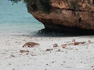 Mengupas Status Pantai Pasir Putih Pangandaran