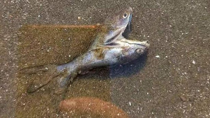 Ikan berkepala dua