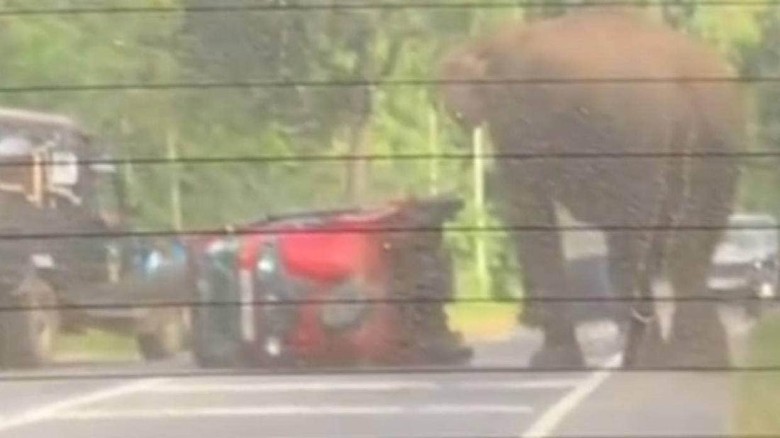 Mobil Turis Diseruduk Gajah Mobil Turis Diseruduk Gajah