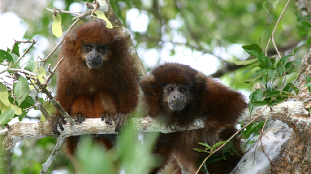 Langka! Monyet Ini Pilih Diet dan Kurangi Aktivitas saat Paceklik