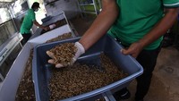 Seorang karyawan memanen ulat maggot di tempat budi daya binaan Bank Wakaf Mikro Pondok Karya Pembangunan (BWM PKP) usai diresmikan Otoritas Jasa Keuangan (OJK) di Pesantren Pondok Karya Pembangunan, Ciracas, Jakarta Timur.
