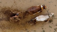 Namun, sapi-sapi yang berpacu keluar dari lintasan hanya sesekali saja. Para joki dan pemilik sapi berupaya agar sapi mereka berjalan sesuai jalur pacu. Sebab, sapi siapa yang jalan paling lurus adalah yang paling bagus.