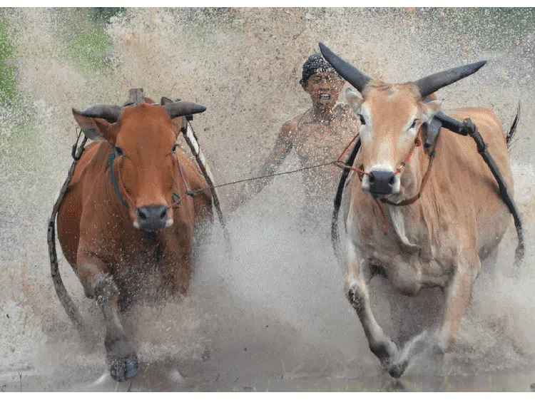 Denyut Tradisi Pacu Jawi di Ranah Minang