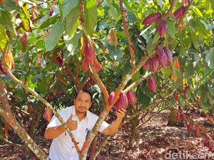 Menikmati Desa Coklat di Banyuwangi