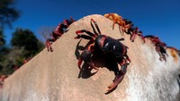 Penampakan sejumlah kepiting yang berbaris untuk bermigrasi dari dalam hutan ke area laut di Playa Larga, Kuba, Kamis (24/3/2022) waktu setempat.