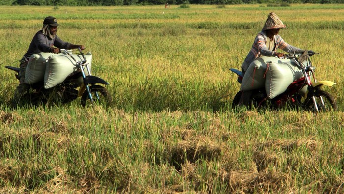 Pengojek mengangkut karung berisi gabah di area persawahan Mangarabombang, Kabupaten Takalar, Sulawesi Selatan, Jumat (20/3/2022). Petani di daerah itu memanfaatkan jasa ojek pertanian untuk mengangkut hasil panen mereka dengan tarif Rp10 ribu per karung. ANTARA FOTO/Arnas Padda/rwa.