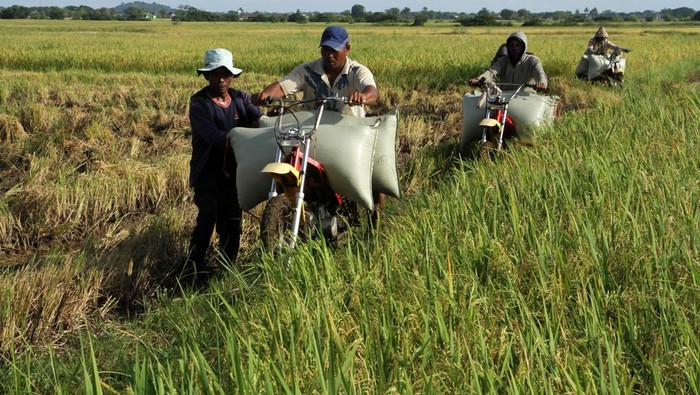 Pengojek mengangkut karung berisi gabah di area persawahan Mangarabombang, Kabupaten Takalar, Sulawesi Selatan, Jumat (20/3/2022). Petani di daerah itu memanfaatkan jasa ojek pertanian untuk mengangkut hasil panen mereka dengan tarif Rp10 ribu per karung. ANTARA FOTO/Arnas Padda/rwa.