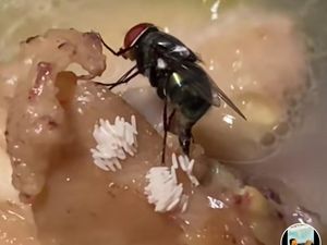 Hii Jijik! Netizen Ini Tunjukkan Lalat Bertelur di Ayam Goreng