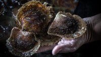 Perairan Teluk Nara dan Laut Sekotong di Lombok, Nusa Tenggara Barat, kaya akan mutiara putih Laut Selatan, dan merupakan penghasil terbesar di Indonesia. Jenis kerang yang banyak dibudidayakan di pulau ini adalah spesies Pinctada maxima atau biasa dikenal sebagai ratu mutiara, Senin, (21/3/2022).