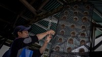 Seorang pekerja menyiapkan tiram di panel jaring pelindung sebelum menempatkannya ke laut setelah proses pemeliharaan.