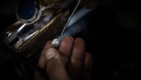 Seorang teknisi mutiara memanen mutiara Laut Selatan dari tiram Pinctada maxima berusia empat tahun di peternakan mutiara Autore di desa Malaka, Teluk Nara. Fase budidaya mulai dari pembibitan sampai bisa dipanen pertama kali membutuhkan waktu hingga empat tahun. Dalam satu kerang mutiara, biasanya hanya terdapat 1-2 butir mutiara.