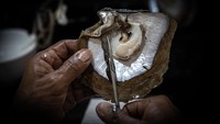 Seorang teknisi mutiara menyiapkan jaringan mantel dari tiram donor selama proses nukleasi.