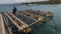 Setelah berumur tiga minggu larva dipindah ke tangki lain dan baru siap dipelihara di air laut setelah 40 hari. Kerang berumur dua tahun baru siap menjalani insesrsi atau pemasangan inti nukleus (bibit mutiara).