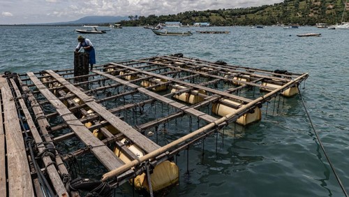 LOMBOK, INDONESIA - MARCH 21: A worker displays Pinctada maxima and Pinctada Margaritifera shells in Autore pearl showroom at Malaka village, Gulf of Nara on March 21, 2022 in Lombok, Indonesia. The waters of the Gulf of Nara and the Sekotong Sea in Lombok, West Nusa Tenggara, are rich in South Sea white pearl, and the area is Indonesias largest producer. Producing pearl is a long natural process and is environmentally sustainable. Indonesia exported over six tons of the pearl in 2020. (Photo by Robertus Pudyanto/Getty Images)