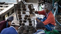 Sebulan sekali cangkang mutiara dibersihkan di atas bagang yang mengapung di pesisir pantai. Selain keindahannya, proses panjang ini yang membuat mutiara air laut mahal.