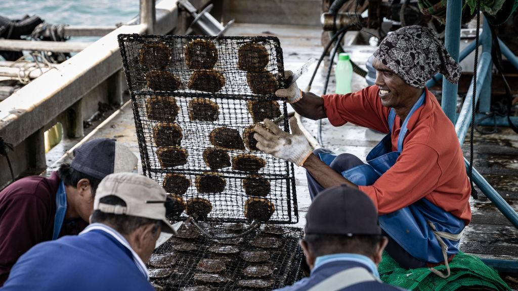 Mendulang Uang dari Ternak Mutiara Alami di Lombok