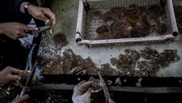 Pekerja membersihkan puing-puing dari tiram Pinctada maxima di peternakan mutiara Autore di desa Malaka, Teluk Nara.
