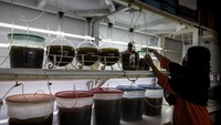 Seorang pekerja menyiapkan plankton selama proses penetasan tiram di peternakan mutiara Autore di desa Malaka, Teluk Nara.