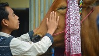 Selain sebagai wadah untuk meningkatkan harga jual sapi, Pacu Jawi juga menjadi media untuk meningkatkan kesehatan Jawi (Sapi). Selain itu, ajang ini selalu ditunggu-tunggu masyarakat karena menjadi sarana hiburan bagi mereka.  