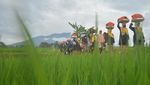 Denyut Tradisi Pacu Jawi di Ranah Minang