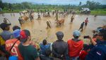 Denyut Tradisi Pacu Jawi di Ranah Minang