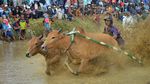 Denyut Tradisi Pacu Jawi di Ranah Minang