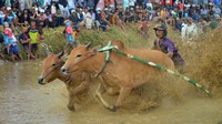 Pacu Jawi perdana itu digelar di Nagari Labuah Parambahan, Kecamatan Limo Kaum. Sejak minggu pertama hingga minggu terakhir, warga antusias mengikutinya.