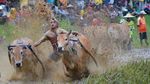 Denyut Tradisi Pacu Jawi di Ranah Minang