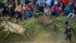 Denyut Tradisi Pacu Jawi di Ranah Minang