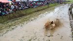 Denyut Tradisi Pacu Jawi di Ranah Minang