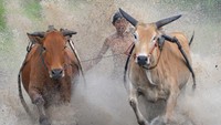 Saat matahari mulai bergeser ke ufuk barat, warga baru bisa melihat ratusan sapi yang datang bergantian berpacu bersama joki. Mereka rela berdesak-desakan melihat sapi atau joki idola mereka beraksi. Meskipun terkadang, ada sapi-sapi yang berlari ke tengah-tengah penonton dan membuat histeris.