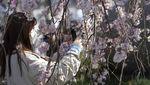 Tak Cuma Cantik, Sakura di Jepang Ini Punya Filosofi Mendalam