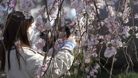 Filosofi bunga sakura adalah kesetiaan janji yang selalu ditepati. Jadi, siapapun yang berjanji maka orang tersebut hendaknya menepati yang sudah diucapkan atau diikrarkan tersebut.