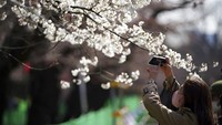 Sakura memiliki makna sebagai janji yang ditepati karena seakan-akan bunga ini selalu mengatakan akan datang kembali setiap musimnya. Itulah alasan kenapa berkunjung ke Jepang saat musim semi sangat terkenal.