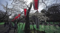 Sakura tak hanya berwarna merah muda. Bunga ini, memiliki kelopak yang berwarna-warni, yaitu merah muda, putih, atau bahkan kombinasi warna lain.