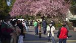 Tak Cuma Cantik, Sakura di Jepang Ini Punya Filosofi Mendalam