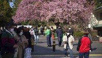 Orang-orang yang memakai masker pelindung menyaksikan bunga sakura di Taman Ueno.