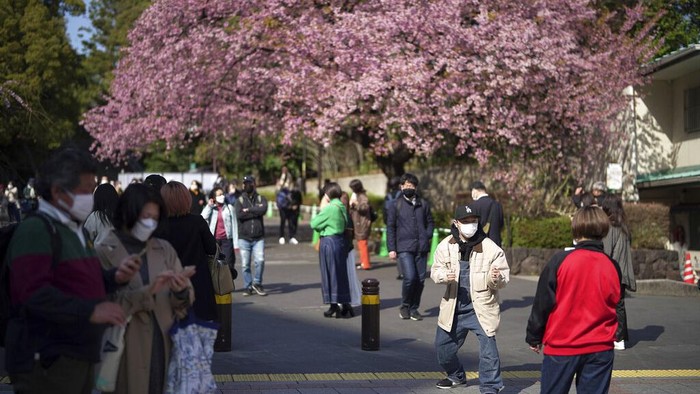 Menikmati Bunga Sakura di Taman Ueno Jepang A woman wearing a protective mask to help curb the spread of the coronavirus takes photos of the seasonal cherry blossoms at the Ueno Park Thursday, March 24, 2022, in Tokyo. (AP Photo/Eugene Hoshiko)