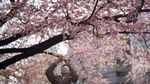 Tak Cuma Cantik, Sakura di Jepang Ini Punya Filosofi Mendalam