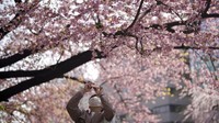 Seseorang mengenakan masker pelindung mengambil foto bunga sakura musiman di Taman Ueno Kamis, (24/3/2022).