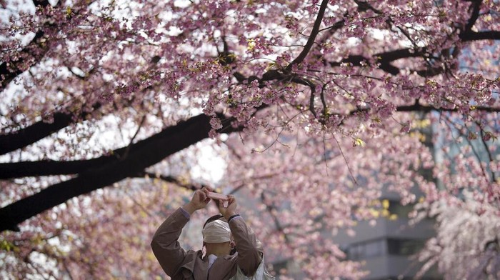 A woman wearing a protective mask to help curb the spread of the coronavirus takes photos of the seasonal cherry blossoms at the Ueno Park Thursday, March 24, 2022, in Tokyo. (AP Photo/Eugene Hoshiko)