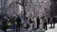 Orang-orang dengan masker pelindung asyik menikmati bunga sakura di Taman Ueno.